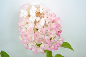Hydrangea pan. 'Silver Dollar' 40-50 cm cont. 3,0L - afbeelding 3