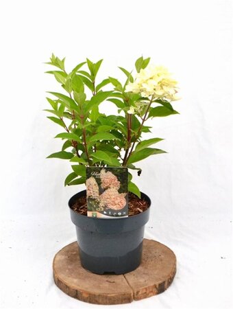 Hydrangea pan. 'Silver Dollar' 40-50 cm cont. 3,0L - afbeelding 4