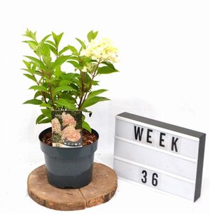 Hydrangea pan. 'Silver Dollar' 40-50 cm cont. 3,0L - afbeelding 5