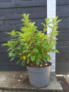 Hydrangea pan. 'Silver Dollar' 60-80 cm cont. 10L