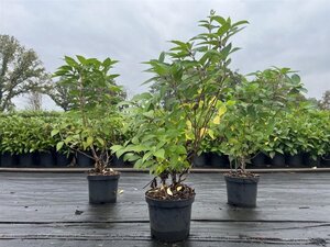 Hydrangea pan. Skyfall 50-60 cm cont. 3,0L