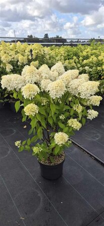 Hydrangea pan. Skyfall 60-80 cm cont. 10L