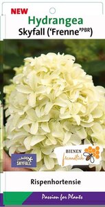 Hydrangea pan. Skyfall geen maat specificatie cont. 3,0L