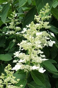Hydrangea pan. 'Tardiva' 40-50 cm cont. 3,0L