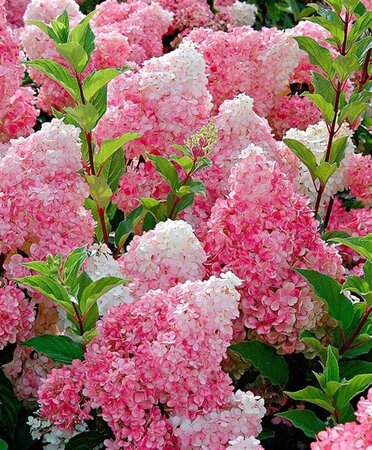 Hydrangea pan. Vanille-Fraise 40-50 cm cont. 3,0L
