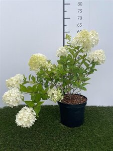 Hydrangea pan. Vanille-Fraise 40-50 cm cont. 3,0L