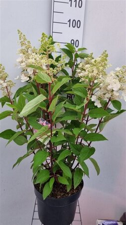 Hydrangea pan. Vanille-Fraise 60-80 cm cont. 7,5L