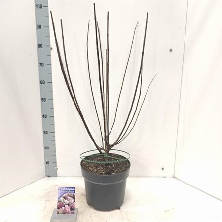 Hydrangea pan. Vanille-Fraise 60-80 cm cont. 7,5L - afbeelding 2