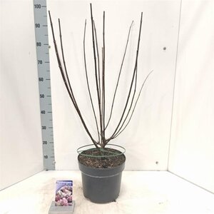 Hydrangea pan. Vanille-Fraise 60-80 cm cont. 7,5L - afbeelding 2