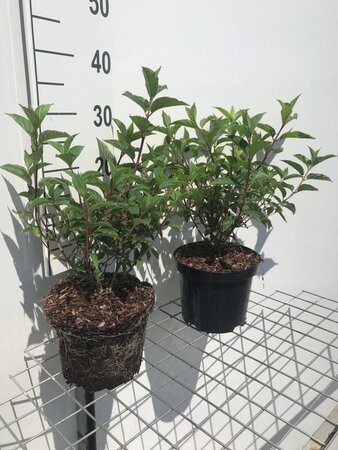 Hydrangea pan. Vanille-Fraise geen maat specificatie cont. 3,0L - afbeelding 3