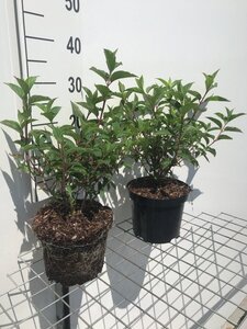 Hydrangea pan. Vanille-Fraise geen maat specificatie cont. 3,0L - afbeelding 3