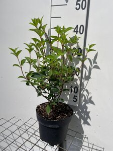 Hydrangea pan. Vanille-Fraise geen maat specificatie cont. 3,0L - afbeelding 5
