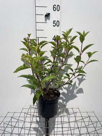 Hydrangea pan. Vanille-Fraise geen maat specificatie cont. 3,0L - afbeelding 4