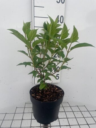 Hydrangea pan. Vanille-Fraise geen maat specificatie cont. 3,0L - afbeelding 5