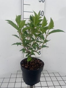 Hydrangea pan. Vanille-Fraise geen maat specificatie cont. 3,0L - afbeelding 5