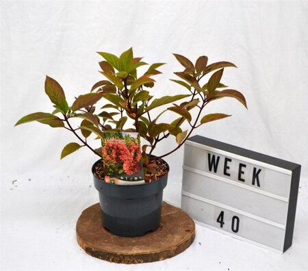 Hydrangea pan. 'Wim's Red' 40-50 cm cont. 3,0L - afbeelding 4