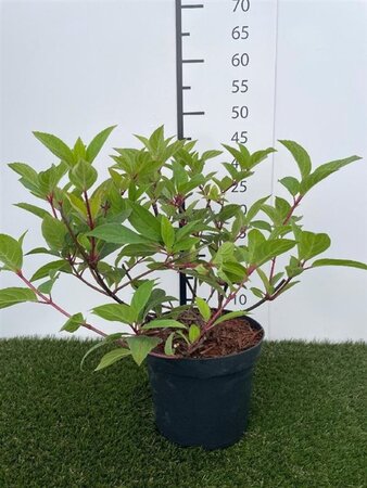 Hydrangea pan. 'Wim's Red' 40-50 cm cont. 3,0L - afbeelding 1