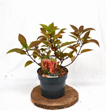Hydrangea pan. 'Wim's Red' 40-50 cm cont. 3,0L - afbeelding 5