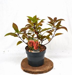 Hydrangea pan. 'Wim's Red' 40-50 cm cont. 3,0L - afbeelding 5