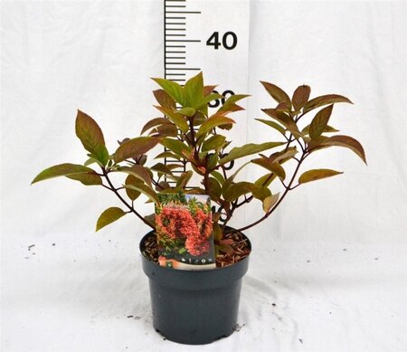Hydrangea pan. 'Wim's Red' 40-50 cm cont. 3,0L - afbeelding 6