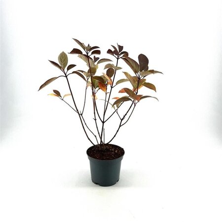 Hydrangea pan. 'Wim's Red' 40-50 cm cont. 3,0L - afbeelding 1