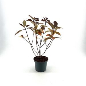 Hydrangea pan. 'Wim's Red' 40-50 cm cont. 3,0L - afbeelding 1