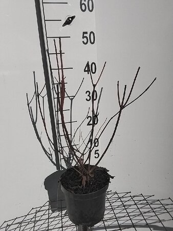 Hydrangea pan. 'Wim's Red' 40-50 cm cont. 3,0L - afbeelding 3