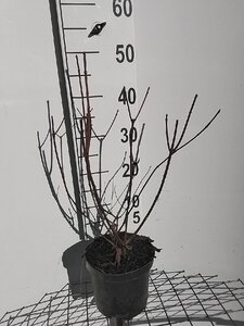 Hydrangea pan. 'Wim's Red' 40-50 cm cont. 3,0L - afbeelding 3