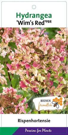 Hydrangea pan. 'Wim's Red' 40-50 cm cont. 3,0L - afbeelding 3