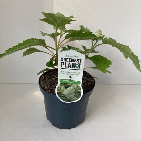 Hydrangea querc. 'Harmony' 30-40 cm cont. 3,0L - afbeelding 1