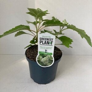 Hydrangea querc. 'Harmony' 30-40 cm cont. 3,0L