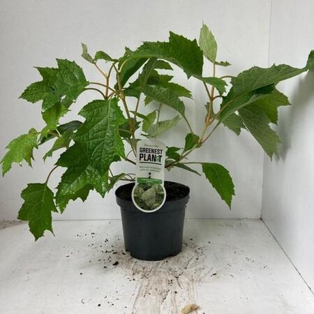Hydrangea querc. 'Harmony' 30-40 cm cont. 3,0L - afbeelding 2