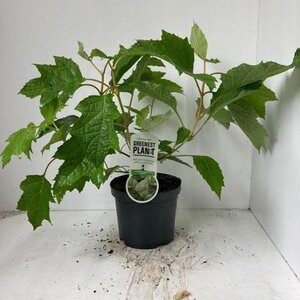 Hydrangea querc. 'Harmony' 30-40 cm cont. 3,0L - afbeelding 2