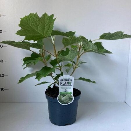 Hydrangea querc. 'Harmony' 30-40 cm cont. 3,0L - afbeelding 3