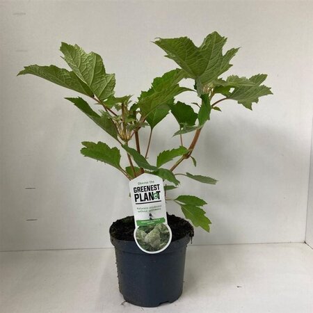 Hydrangea querc. 'Harmony' 30-40 cm cont. 3,0L - afbeelding 4
