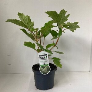 Hydrangea querc. 'Harmony' 30-40 cm cont. 3,0L - afbeelding 4