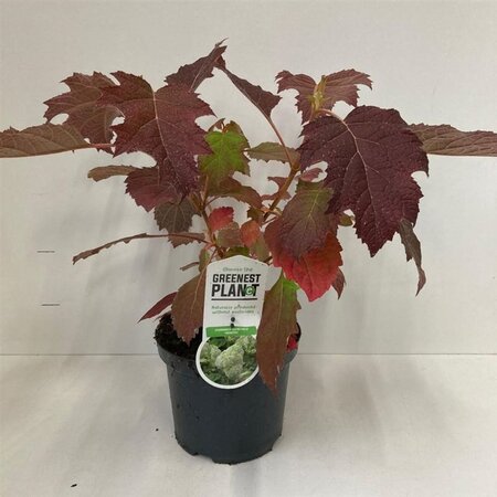 Hydrangea querc. 'Harmony' 30-40 cm cont. 3,0L - afbeelding 5