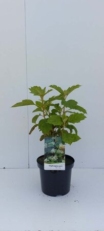 Hydrangea querc. 'Sike's Dwarf' 30-40 cm cont. 3,0L