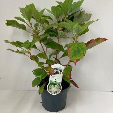 Hydrangea querc. 'Snowflake' 30-40 cm cont. 3,0L - afbeelding 2