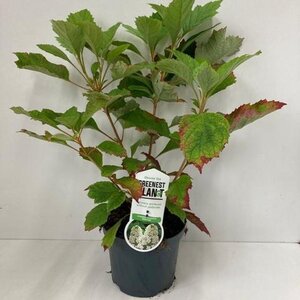 Hydrangea querc. 'Snowflake' 30-40 cm cont. 3,0L - afbeelding 2