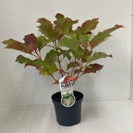 Hydrangea querc. 'Snowflake' 30-40 cm cont. 3,0L - afbeelding 4