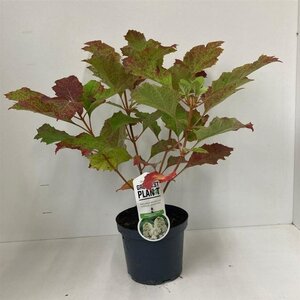 Hydrangea querc. 'Snowflake' 30-40 cm cont. 3,0L - afbeelding 4