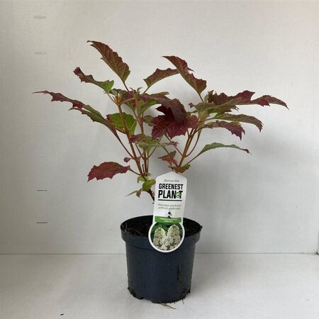 Hydrangea querc. 'Snowflake' 30-40 cm cont. 3,0L - afbeelding 6