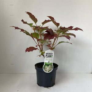 Hydrangea querc. 'Snowflake' 30-40 cm cont. 3,0L - afbeelding 6