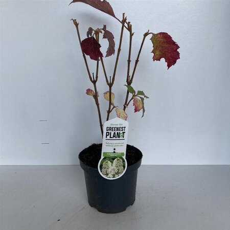 Hydrangea querc. 'Snowflake' 30-40 cm cont. 3,0L - afbeelding 5