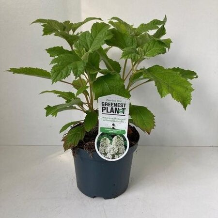 Hydrangea querc. 'Snowflake' 30-40 cm cont. 3,0L - afbeelding 3