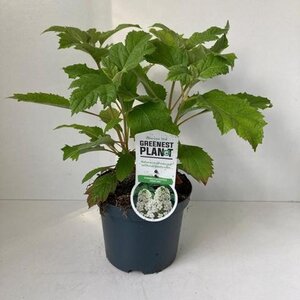 Hydrangea querc. 'Snowflake' 30-40 cm cont. 3,0L - afbeelding 3