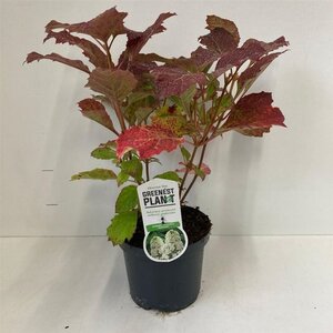 Hydrangea querc. 'Snowflake' 30-40 cm cont. 3,0L - afbeelding 5