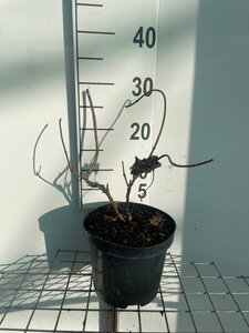 Hydrangea querc. Snow Queen geen maat specificatie cont. 3,0L