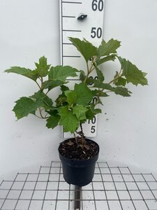 Hydrangea querc. Snow Queen geen maat specificatie cont. 3,0L